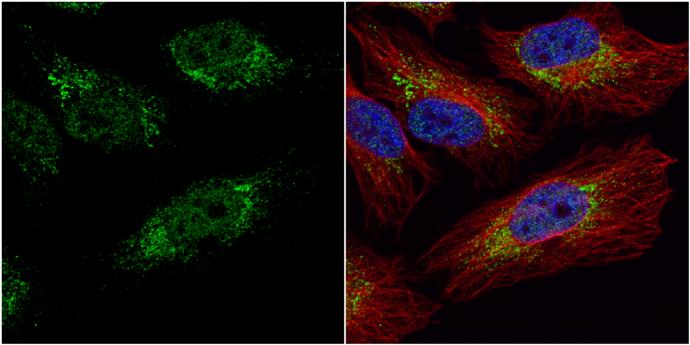 PGK1 Antibody - BSA Free