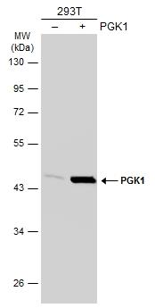 PGK1 Antibody - BSA Free