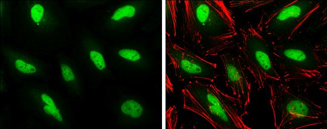 PHF10 Antibody - BSA Free