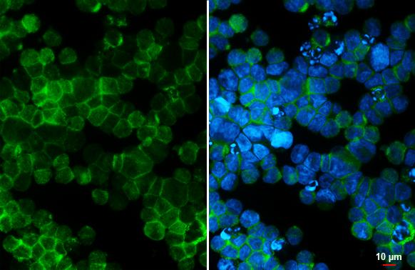 PIK3CA Antibody - BSA Free