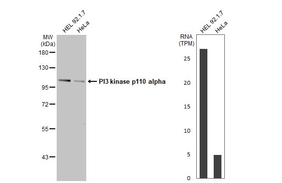PIK3CA Antibody - BSA Free