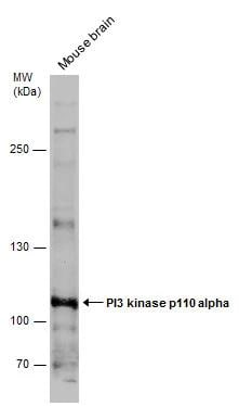 PIK3CA Antibody - BSA Free