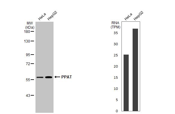 Phosphoribosyl Pyrophosphate Amidotransferase Antibody