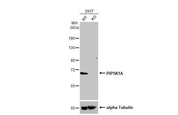 PIP5K1 alpha Antibody