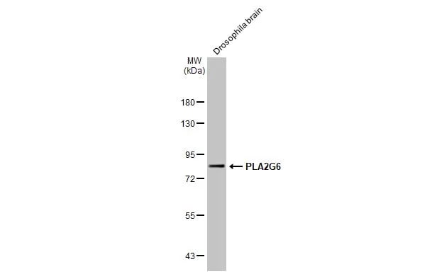 PLA2G6 Antibody