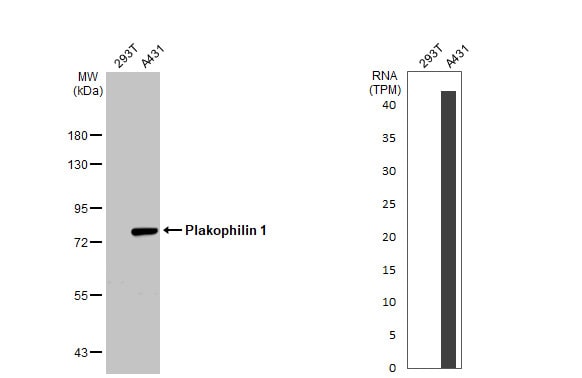 Plakophilin 1 Antibody