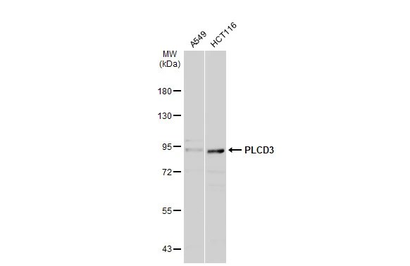 PLC-delta 3 Antibody