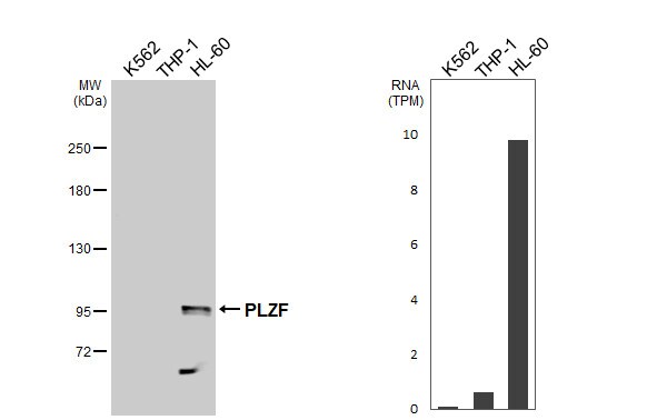 PLZF Antibody - BSA Free