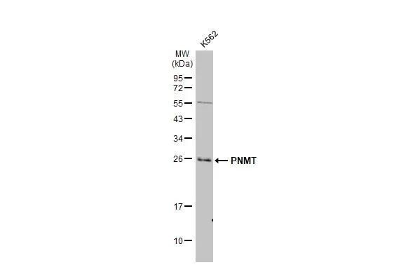 PNMT Antibody - BSA Free