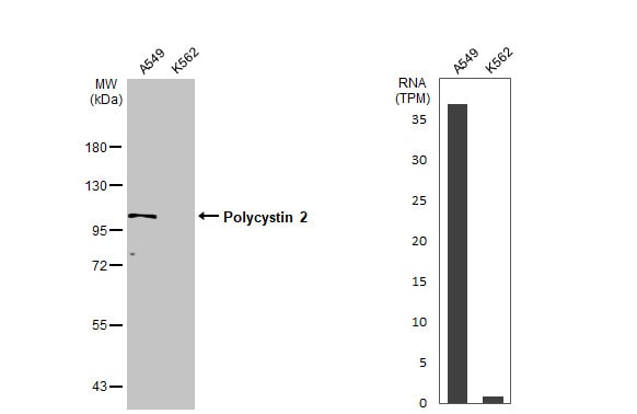 Polycystin 2 Antibody