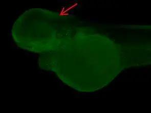 PPP6C Antibody - BSA Free