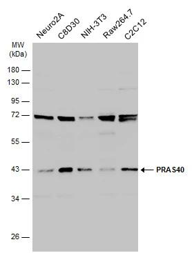PRAS40 Antibody