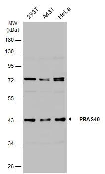 PRAS40 Antibody
