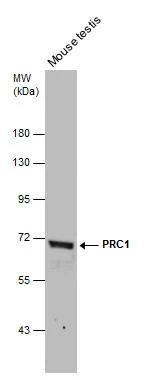 PRC1 Antibody - BSA Free