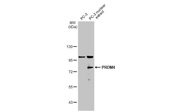 PRDM4 Antibody