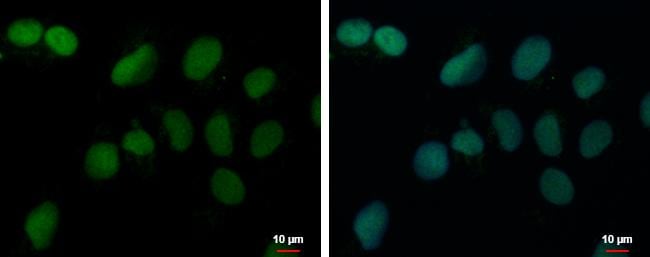 PRDM4 Antibody - BSA Free