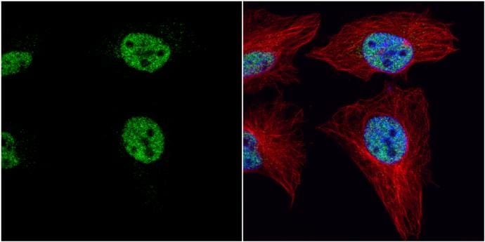PRDM4 Antibody - BSA Free