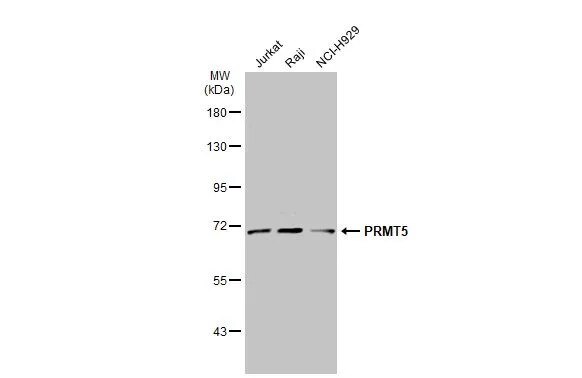 PRMT5 Antibody
