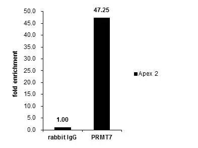 PRMT7 Antibody