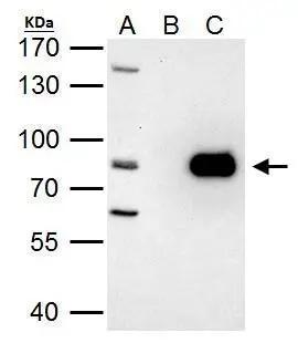 PRMT7 Antibody