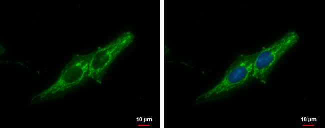 Prohibitin Antibody - BSA Free