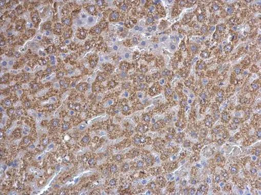 Prohibitin Antibody - BSA Free