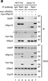 S5a/Angiocidin Antibody