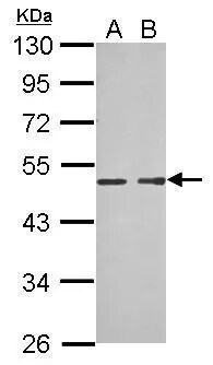 Protein mab-21-like 1 Antibody