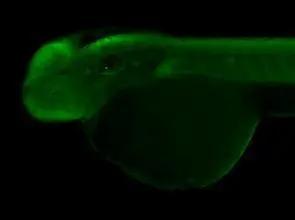 Protein mab-21-like 1 Antibody - BSA Free
