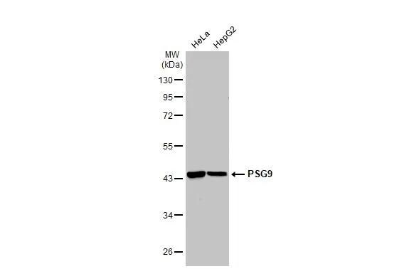 PSG9 Antibody - BSA Free
