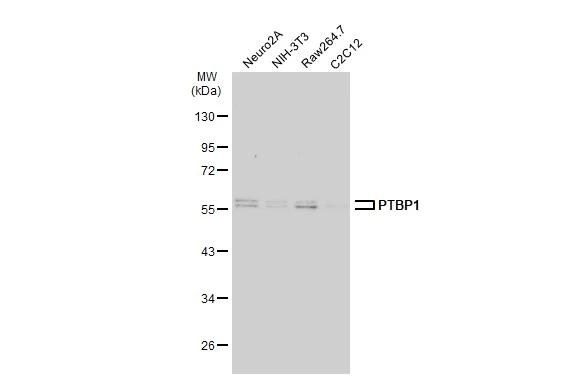 PTBP1 Antibody - BSA Free
