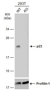 p23/PTGES3 Antibody