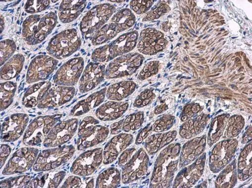 PTPRH Antibody - BSA Free