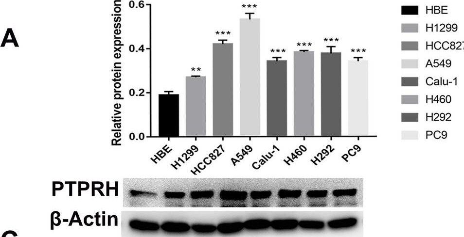 PTPRH Antibody - BSA Free