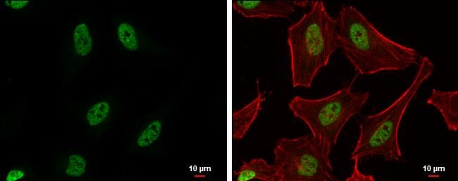 PUF60 Antibody