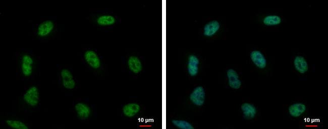 PUF60 Antibody