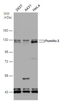 PUM2 Antibody