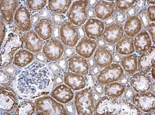 PUM2 Antibody - BSA Free