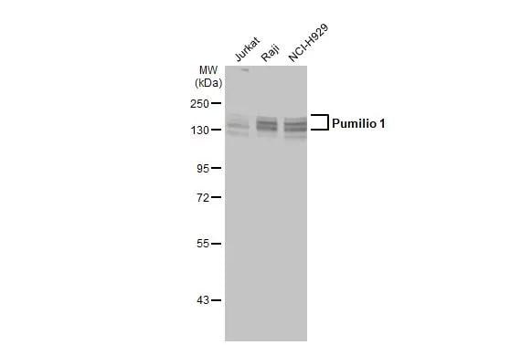 PUM1 Antibody