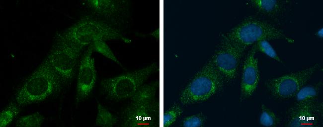 PX19 Antibody - BSA Free