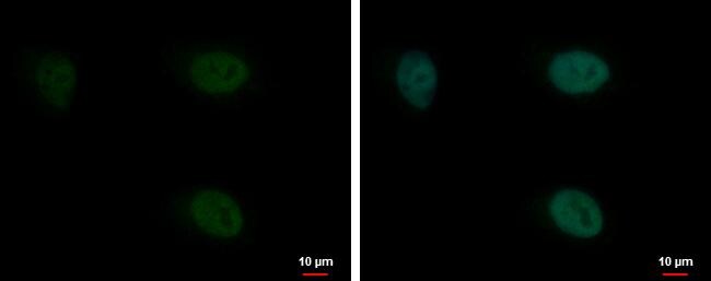 Pygopus-2 Antibody - BSA Free