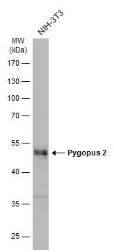 Pygopus-2 Antibody - BSA Free