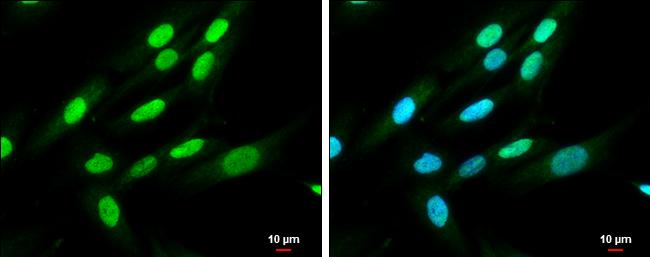 QKI/Quaking Antibody - BSA Free