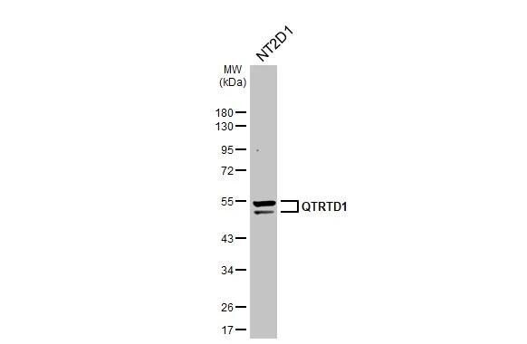 QTRTD1 Antibody