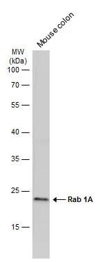 Rab1A Antibody - BSA Free