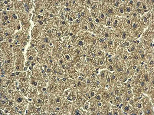 Rab20 Antibody - BSA Free
