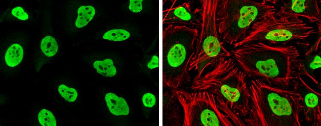 Rad21 Antibody