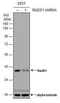 Rad51 Antibody