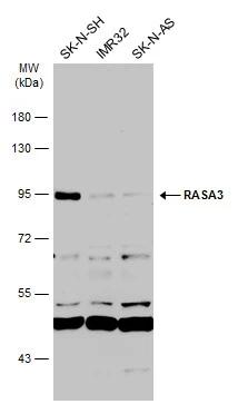 RASA3 Antibody - BSA Free