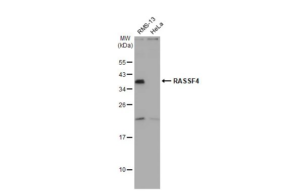RASSF4 Antibody